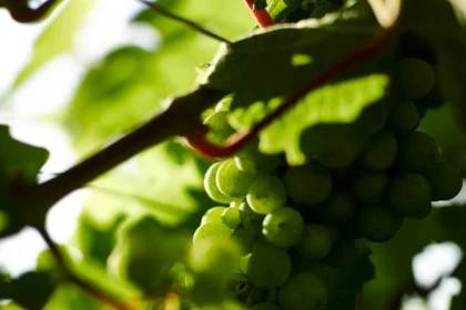 DAMBACH #3 - Atelier Tournée des Terroirs - Sensibilisation Géologique - Bonjour Alsace
