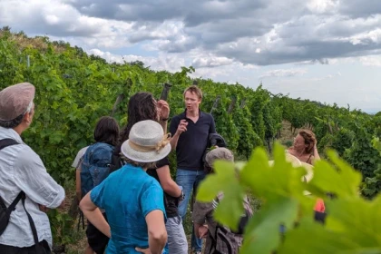 De la vigne au verre [vignoble | cave | dégustation] - Bonjour Alsace