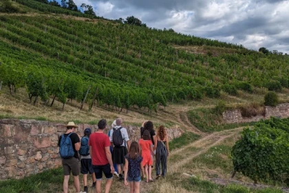 De la vigne au verre [vignoble | cave | dégustation] - Bonjour Alsace