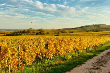 Découverte vin + dégustation (français) - Bonjour Alsace