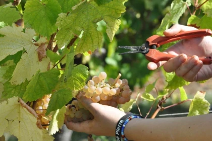 Du grain de raisin à la bouteille - Bonjour Alsace