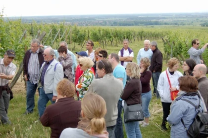 L'Odyssée d'un cépage oublié - Bonjour Alsace
