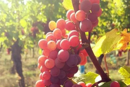 Les Perles de la Route des Vins d'Alsace - Bonjour Alsace