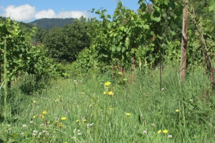 MOLSHEIM #7 - Atelier Tournée des Terroirs - Découverte des plantes sauvages comestibles - Bonjour Alsace