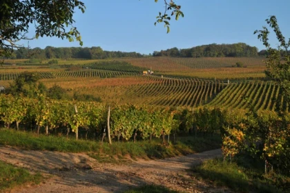 MOLSHEIM #7 - Atelier Tournée des Terroirs - Horizontale des Vins AOP de Molsheim - Bonjour Alsace