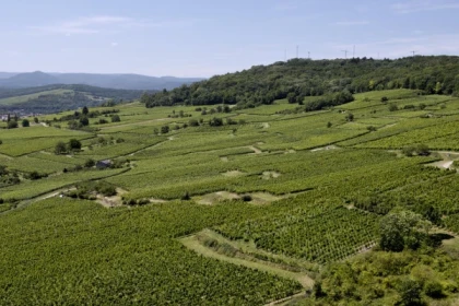 MOLSHEIM #7 - Atelier Tournée des Terroirs - Verticale du Bruderthal - Bonjour Alsace