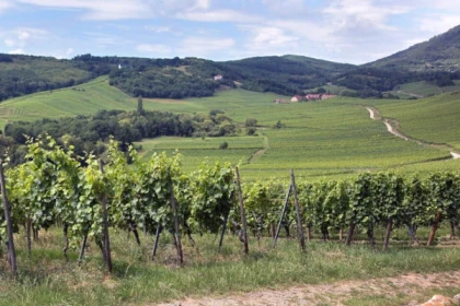 NOTHALTEN #4 - Atelier Tournée des Terroirs - Histoire du Muenchberg - Bonjour Alsace