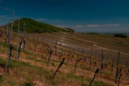 NOTHALTEN #4 - Atelier Tournée des Terroirs - La minéralité du Muenchberg - Bonjour Alsace