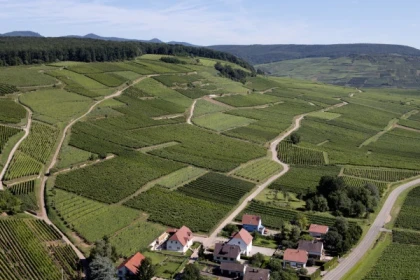 ORSCHWIHR#5 - Atelier Tournée des Terroirs- Lieu-dit Bollenberg vs Grand Cru Pfingstberg - Bonjour Alsace