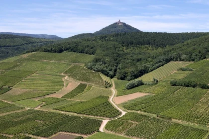 ORSCHWILLER #13 - Atelier - Origines du Praelatenberg à travers le Riesling - Bonjour Alsace