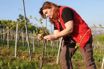 Pique-Nique chez le Vigneron Indépendant - 27ème édition - Bonjour Alsace