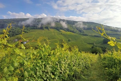 REICHSFELD #11 - Atelier Tournée des Terroirs - Parcours des 3 Terroirs - Bonjour Alsace