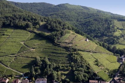 RIBEAUVILLE #8 - Atelier - Terroirs de Ribeauvillé, 1ers Crus de demain ? - Bonjour Alsace