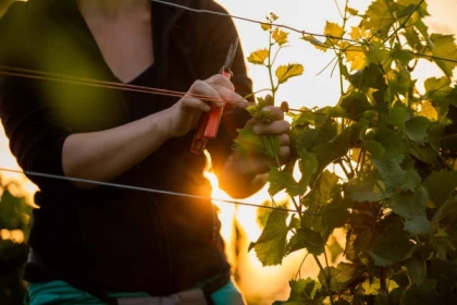 RIBEAUVILLE #8 - Atelier Tournée des Terroirs - Travaux des vignes : palissage - Bonjour Alsace