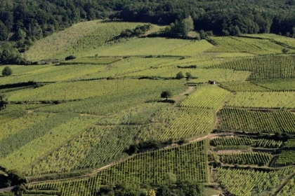 RIBEAUVILLE #8 - Atelier - Balade au travers des 3 AOP Alsace Grands Crus - Bonjour Alsace