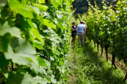 RIBEAUVILLE #8 - Atelier - Les vins témoins de 40 ans de changements climatiques - Bonjour Alsace