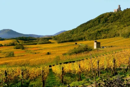 SCHERWILLER #1 - Bonjour Alsace