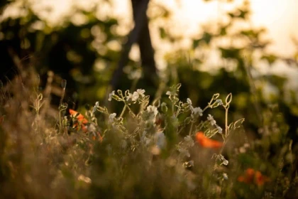 SCHERWILLER #1 - Atelier Tournée des Terroirs - Vignes et plantes auxiliaires - Bonjour Alsace