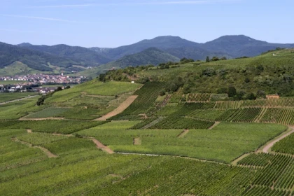 SIGOLSHEIM #6 - Bonjour Alsace