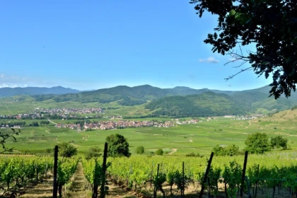 SIGOLSHEIM #6 - Bonjour Alsace