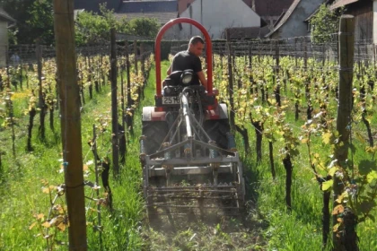 SIGOLSHEIM #6 - Atelier - Présentation des travaux printaniers dans les vignes - Bonjour Alsace