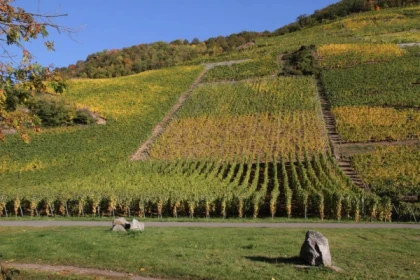 THANN #12 - Bonjour Alsace