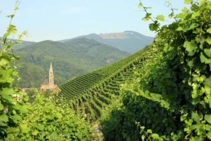 THANN #12 - Atelier Tournée des Terroirs - Découverte de l'AOP Alsace Grand Cru Rangen - Bonjour Alsace