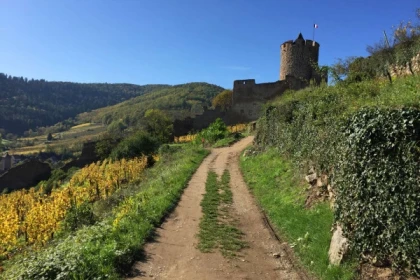 Visite de terroir - Le Grand Cru Schlossberg - Bonjour Alsace