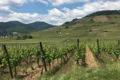 Visite de terroir - Le Grand Cru Schlossberg - Bonjour Alsace