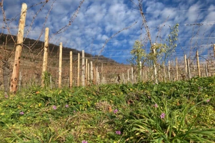 Visite de terroir - Le Grand Cru Schlossberg - Bonjour Alsace