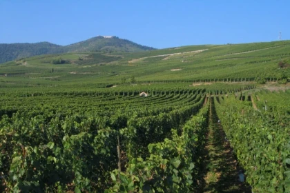 WINTZENHEIM #2 - Bonjour Alsace