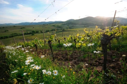 WINTZENHEIM #2 - Atelier Tournée des Terroirs - Conférence L'évolution de la viticulture - Bonjour Alsace