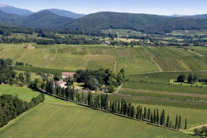 WUENHEIM #9 - Atelier Tournée des Terroirs - Visite guidée du Grand Cru Ollwiller - Bonjour Alsace