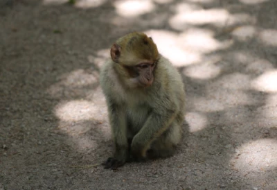 La Montagne des singes alsace