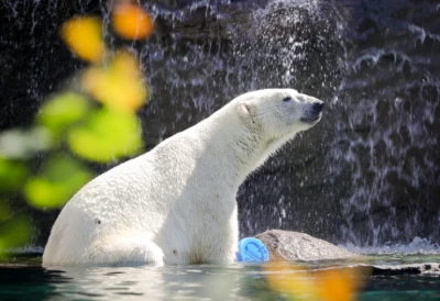ours polaire du parc zoo Mulhouse