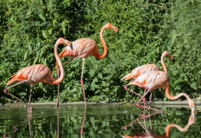 L'air des flamants rose zoo Mulhouse