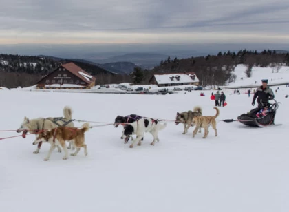 Chiens de traineaux Alsace
