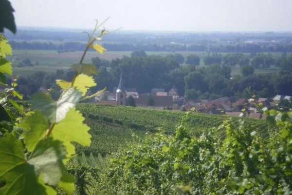 Bonjour Alsace | A la découverte du métier de vigneron