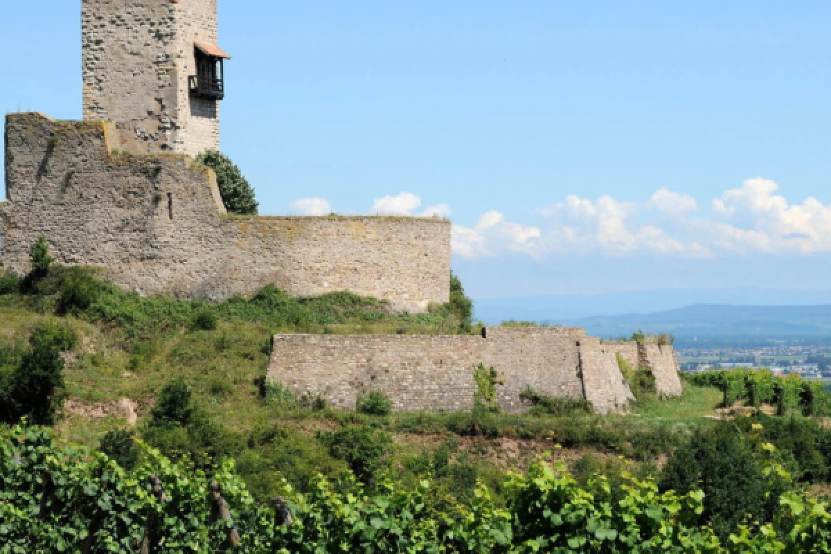vignoble Alsacien et dégustation - Bonjour Alsace