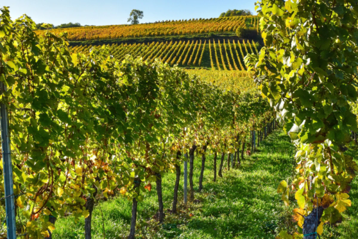 vignoble Alsacien et dégustation - Bonjour Alsace