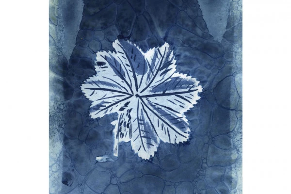 Atelier artistique - Impression au Cyanotype - Bonjour Alsace