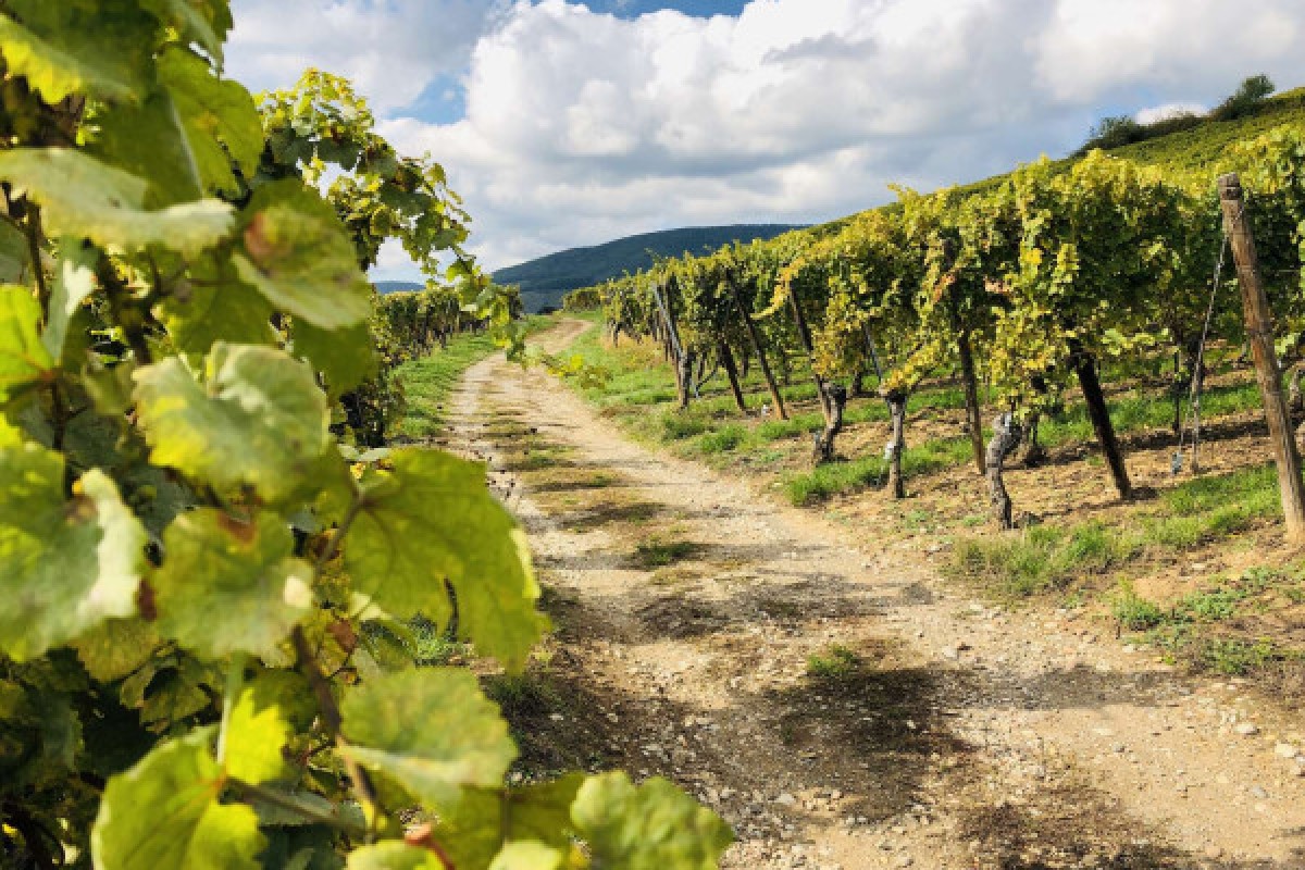 Balade dans le Schlossberg et dégustation de vins de terroirs - Bonjour Alsace