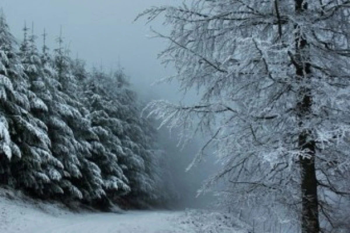 Balade en raquettes à neige Storkenkopf - Bonjour Alsace