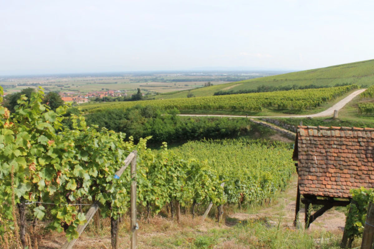 Balade Gourmande et Vinicole - Bonjour Alsace