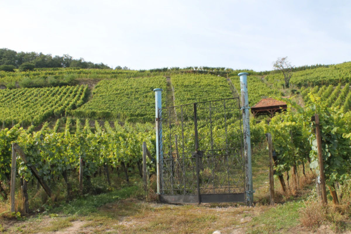Balade Gourmande et Vinicole - Bonjour Alsace