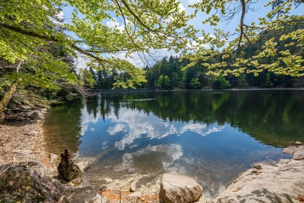 Balade sonore au son du lac d'Altenweiher - Bonjour Alsace