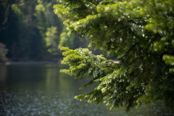 Balade sonore au son du lac d'Altenweiher - Bonjour Alsace