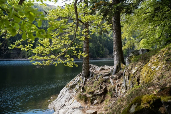 Balade sonore au son du lac d'Altenweiher - Bonjour Alsace