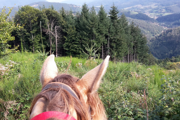 Bonjour Alsace | Balade à cheval de 1h00