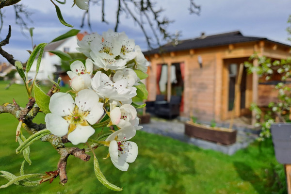 Bienenvolk erstellen - Bonjour Alsace
